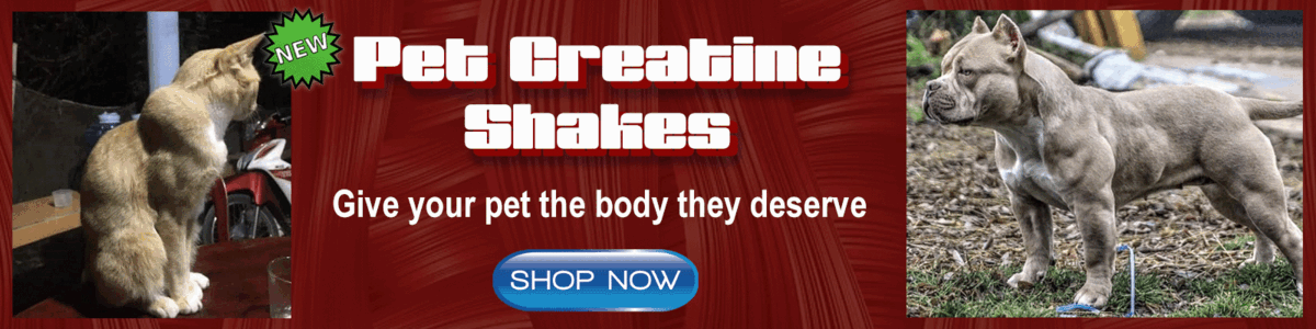 Pet creatine shakes